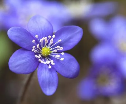 Anemone hepatica Stock Photos