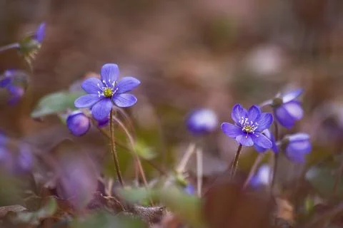 Anemone hepatica Stock Photos