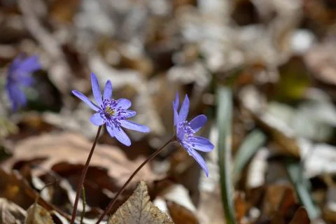 Anemone hepatica, small early spring purple wildflower Stock Photos