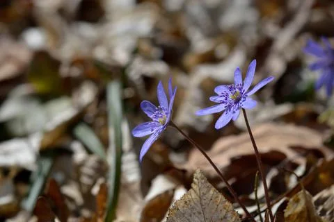 Anemone hepatica, small early spring purple wildflower Foto stock