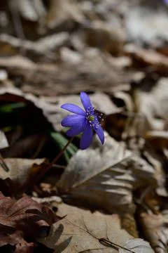 Anemone hepatica, small early spring purple wildflower Stock Photos