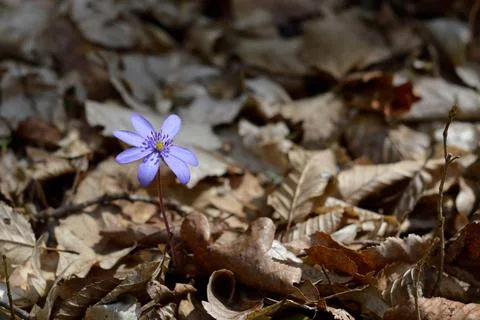 Anemone hepatica, small early spring purple wildflower Stock Photos