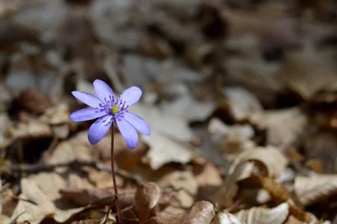 Anemone hepatica, small early spring purple wildflower Stock Photos