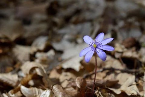 Anemone hepatica, small early spring purple wildflower Stock Photos