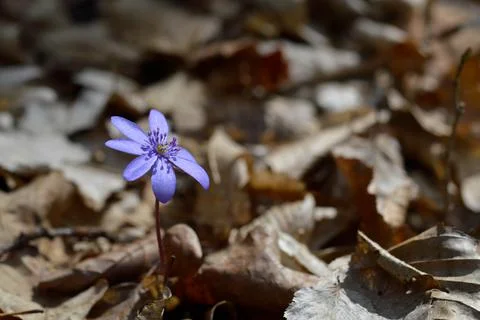 Anemone hepatica, small early spring purple wildflower Stock Photos