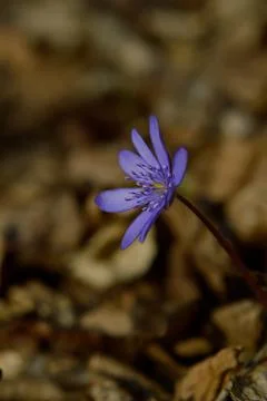Anemone hepatica, small early spring purple wildflower, Foto stock