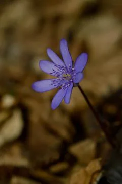 Anemone hepatica, small early spring purple wildflower, Stock Photos