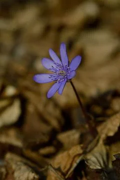 Anemone hepatica, small early spring purple wildflower, Stock Photos