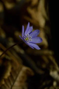 Anemone hepatica, small early spring purple wildflower, Stock Photos