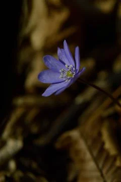 Anemone hepatica, small early spring purple wildflower, Stock Photos