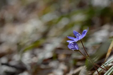 Anemone hepatica, small early spring purple wildflower, Stock Photos