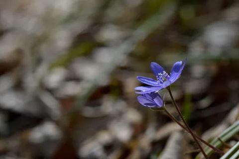 Anemone hepatica, small early spring purple wildflower, Foto stock