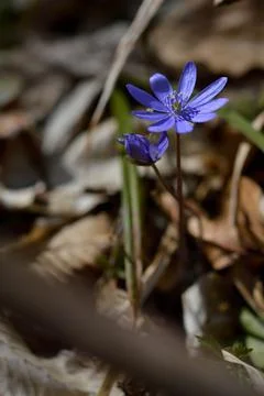 Anemone hepatica, small early spring purple wildflower, Foto stock