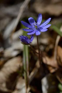 Anemone hepatica, small early spring purple wildflower, Stock Photos