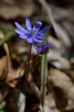Anemone hepatica, small early spring purple wildflower, Stock Photos