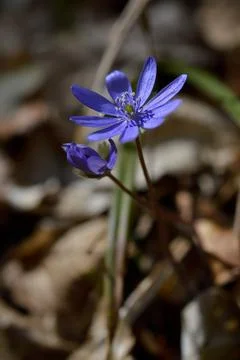 Anemone hepatica, small early spring purple wildflower, Stock Photos