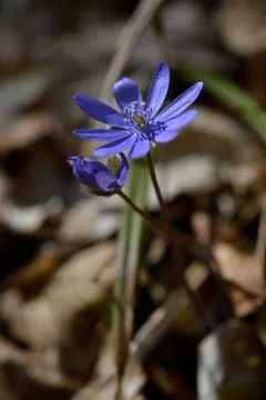 Anemone hepatica, small early spring purple wildflower, Stock Photos