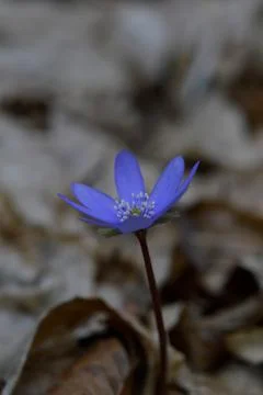 Anemone hepatica, small early spring purple wildflower, Foto stock