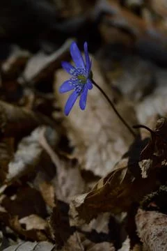 Anemone hepatica, small early spring purple wildflower, Stock Photos