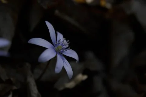 Anemone hepatica, small early spring purple wildflower, Stock Photos