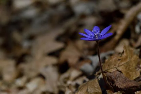 Anemone hepatica, small early spring purple wildflower, Stock Photos