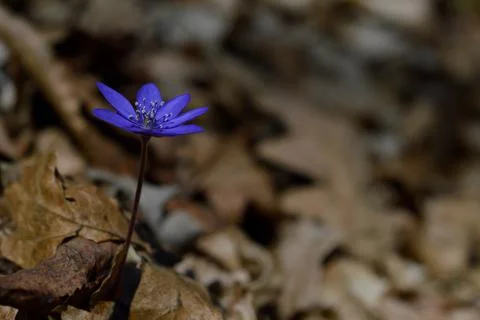 Anemone hepatica, small early spring purple wildflower, Stock Photos