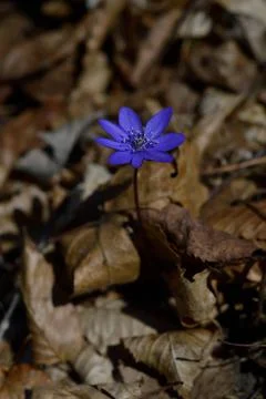 Anemone hepatica, small early spring purple wildflower, Stock Photos