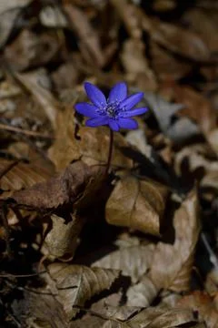 Anemone hepatica, small early spring purple wildflower, Foto stock