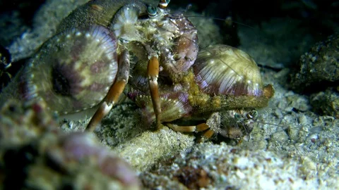 Anemone hermit crab holding down another by the shell Video stock 112472442