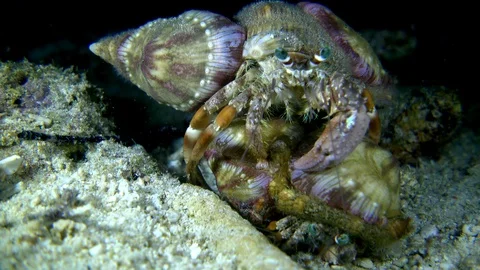Anemone hermit crab holding down another by the shell and letting go Stock Footage 112472721
