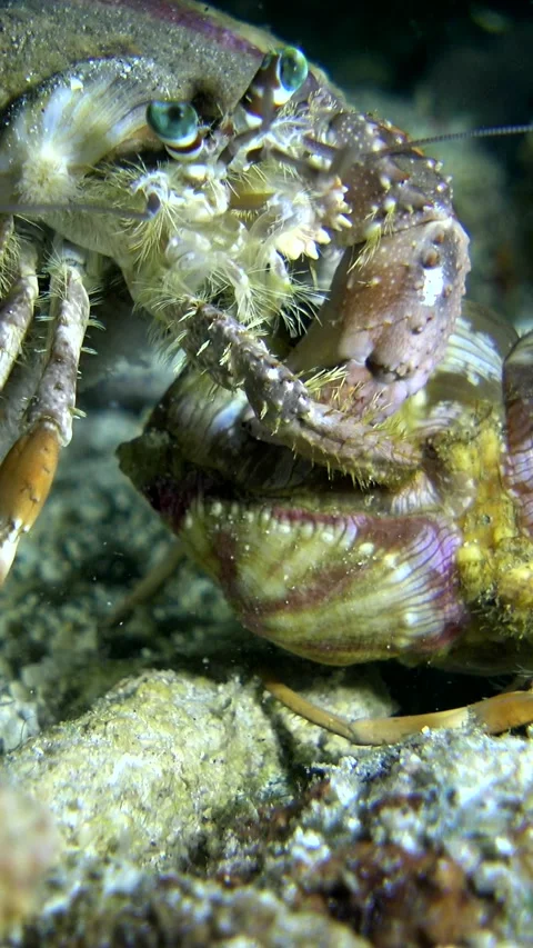Anemone hermit crab holding down another by the shell 스톡 동영상 228832855