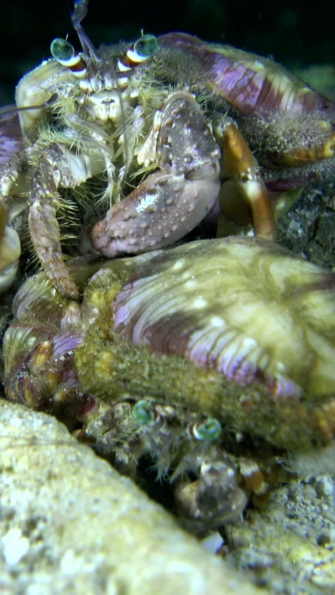 Anemone hermit crab holding down another by the shell and letting go Video stock 228832870