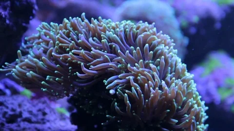 Anemone Heteractis Magnifica Stock Footage 83860232