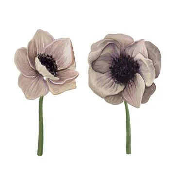 Anemone Stock Illustration