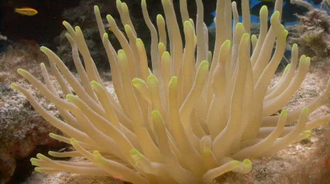 Anemone ld nice PR1 wide Stock Footage 721637
