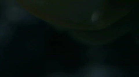 Anemone Macro Stock Footage