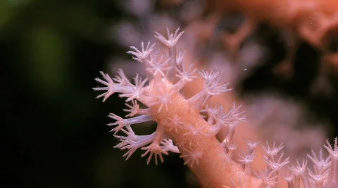 Anemone Macro Stock Footage 505061