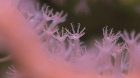 Anemone Macro Stock Footage 505083