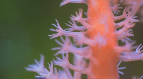 Anemone Macro Stock Footage 505119