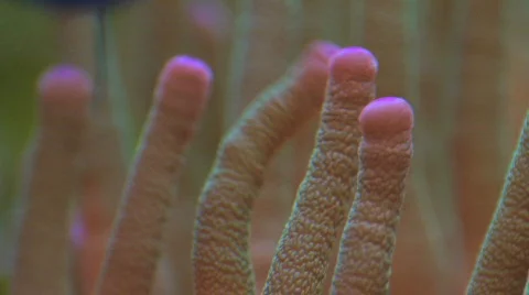 Anemone Macro HD Stock Footage 505188