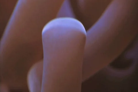 Anemone Macro SD NTSC Stock Footage 380860