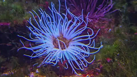 An anemone moving gently  Stock Footage 296847243