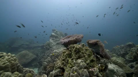 Anemone moving slowly in surge Stock Footage 256573147