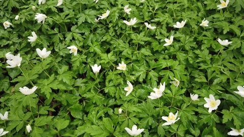 Anemone Nemorosa Stock Footage 272598056