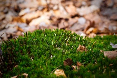 Anemone nemorosa, spring in the forest Stock Photos