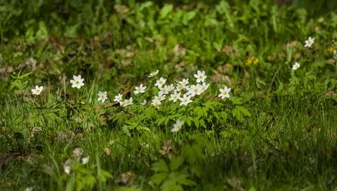 Anemone nemorosa, spring grass on green background, simple white flower with  Stock Photos