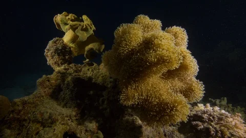 Anemone in night diving Video stock 88302695