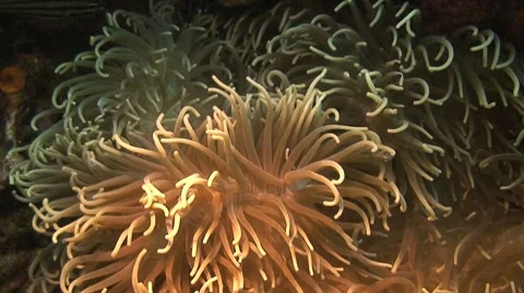 Anemone at night Stock Footage 8577415