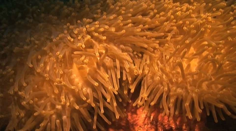 Anemone at night, Indonesia Stock Footage 8577413