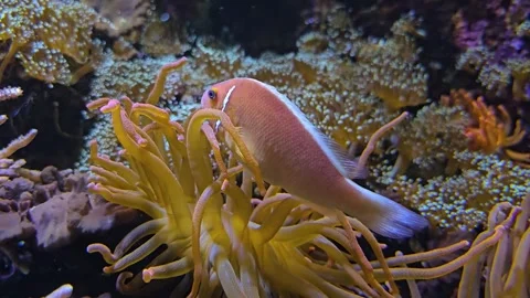 Anemone with orange fish  Stock Footage 266159239